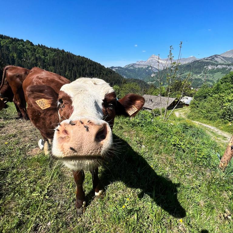une vache brune et blanche debout dans un champ dans l'établissement Chez Francine, à Notre-Dame-de-Bellecombe