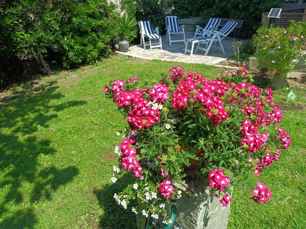 una maceta con flores rosas en un patio en Appartamento con giardino a Boccadasse en Génova