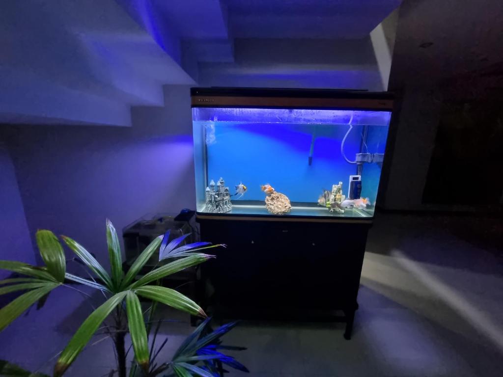 a fish tank in a room with a plant at Tourist House in Santa Cruz de la Sierra