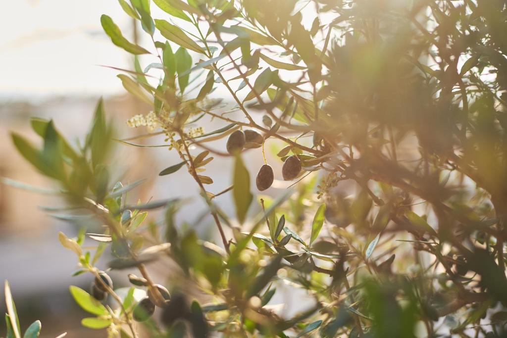 7Rizes Luxury Living - Resim 41