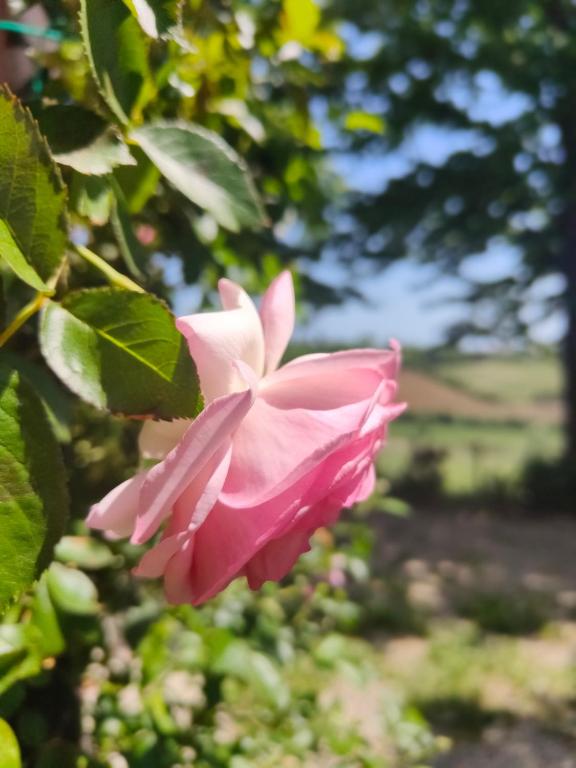 Zahrada ubytování Monfrà - Ospitalità Rurale, Vigneti e Cantina