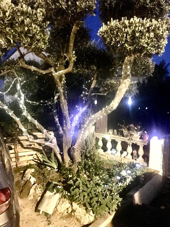 a tree with lights on it at night at Romantic room for two persons in Poreč