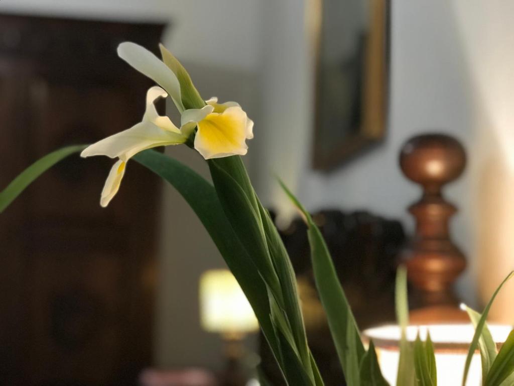 a white and yellow flower in a vase at Appartamento Stibbert in Florence