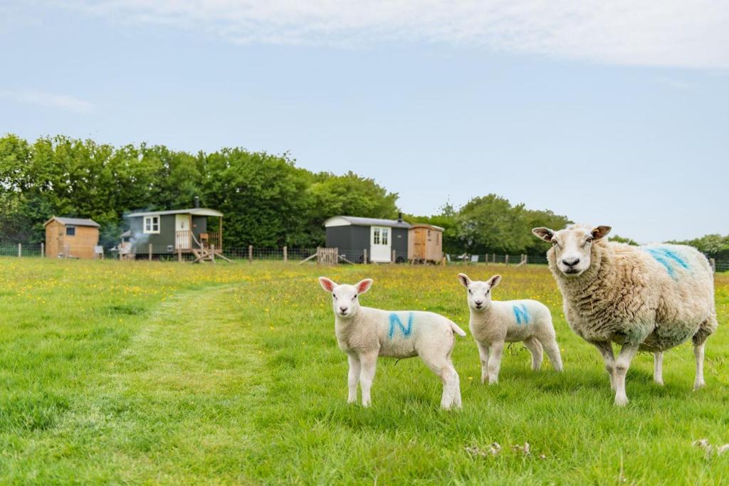 Take Time Shepherd's Huts by Bloom Stays