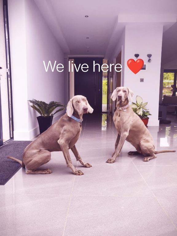 two dogs sitting in a hallway with the words we live here at Allen Ridge in Hythe