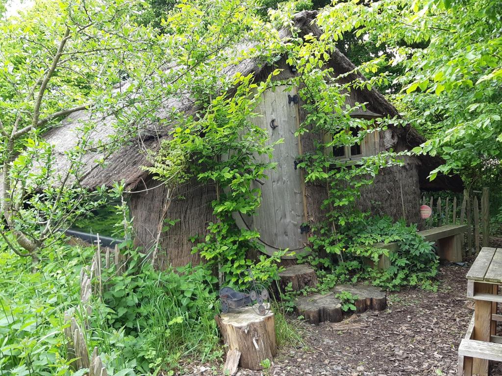 un vieux bâtiment avec une vigne qui y pousse dans l'établissement Cabane d'Augustin, à Saint-Augustin