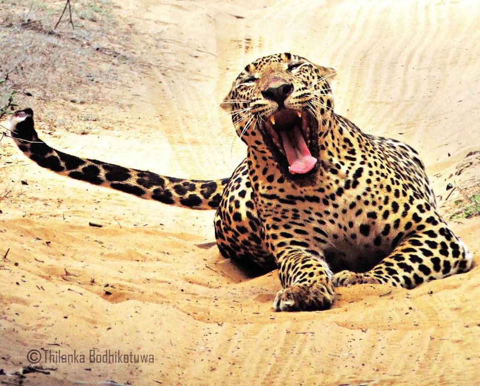 a cheetah laying in the sand with its tongue at Mahoora Wilpattu - by Eco Team in Wilpattu