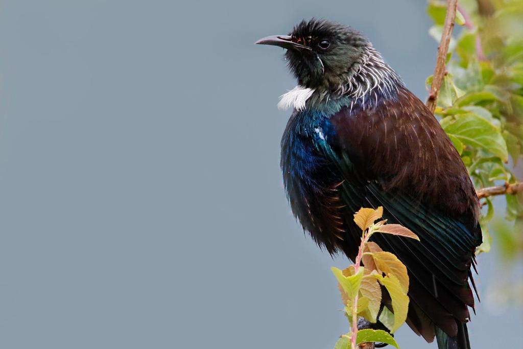 Country Retreats on Ranzau 3 - Resim 23