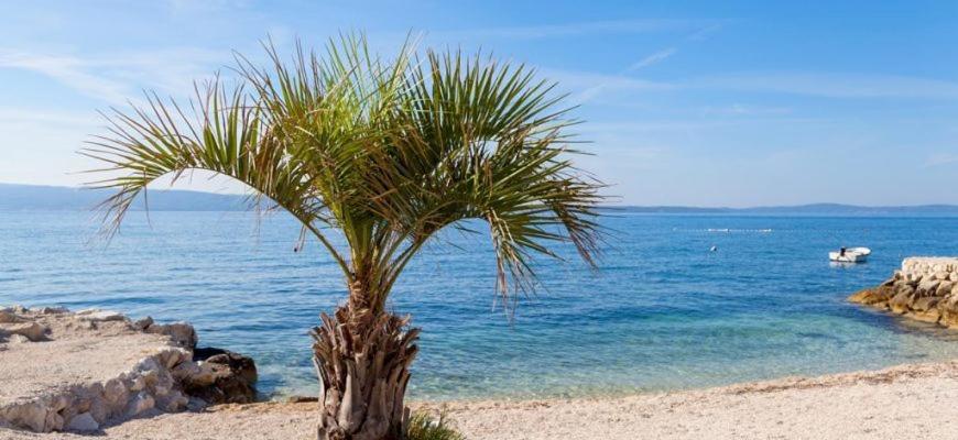 a palm tree on a sandy beach near the ocean at Apartments Viking in Split