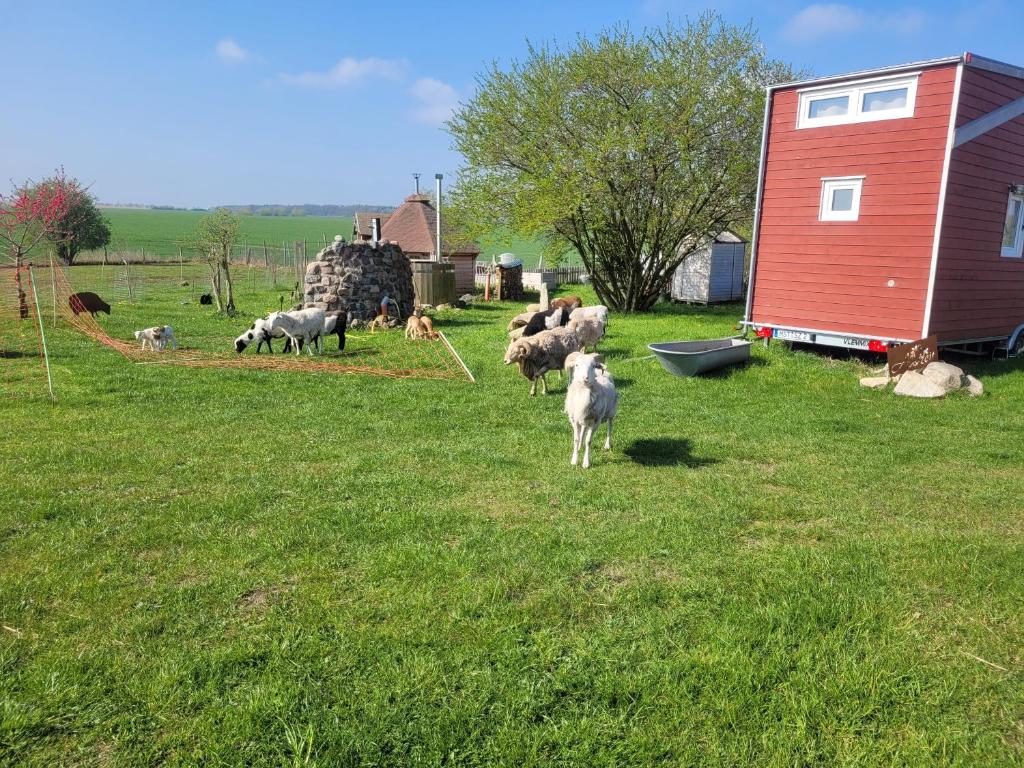 Zahrada ubytování Tiny House