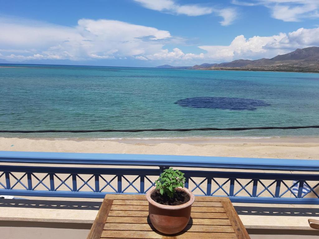 a potted plant sitting on a wooden table next to the ocean at kedros in Elafonisos