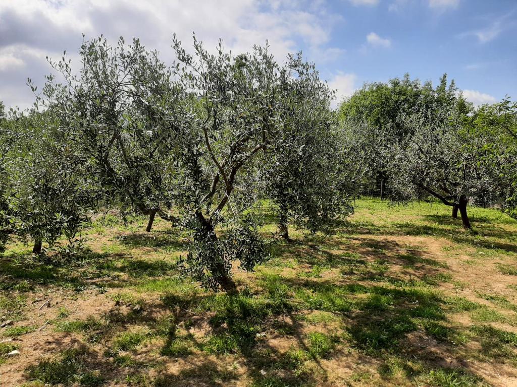 a group of olive trees in a field at La casetta di Bianca in Riccò del Golfo di Spezia