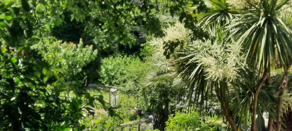 Zahrada ubytování VECCHIO MULINO FONTONA Ortensia