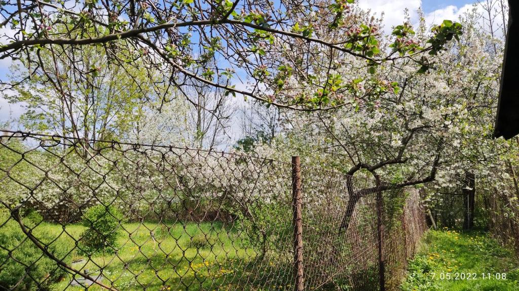 Vonkajšia záhrada v ubytovaní Apartament "Jeleń" Jelenia Góra - Cieplice