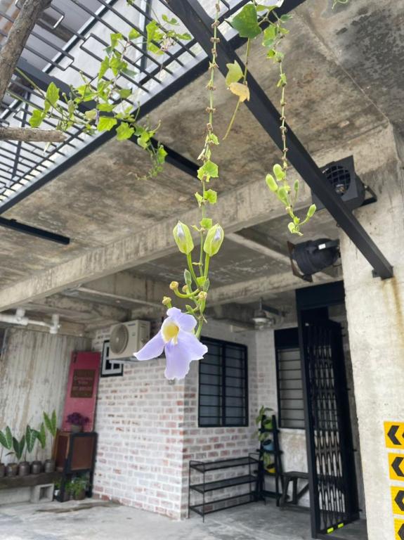 Zahrada ubytování IPOH CONCRETE VILLA(12pax) rugged.vintage狂野复古.精品民宿