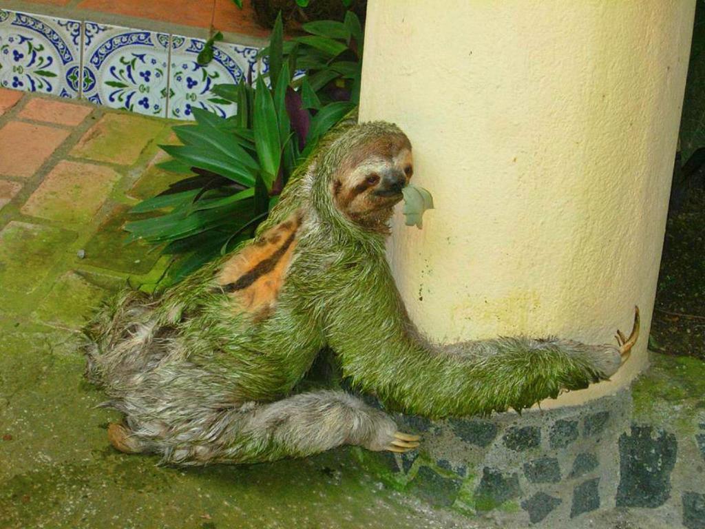 Fotografie z fotogalerie ubytování Hotel Tres Banderas v destinaci Manuel Antonio
