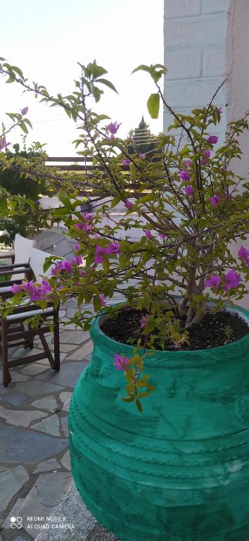 a green pot with a plant with purple flowers in it at spyridoula studio in Paleokastritsa
