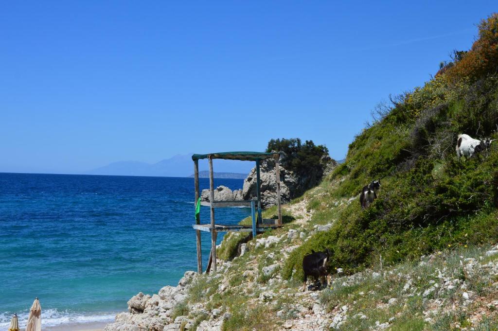 a group of cows on a hill next to the ocean at Mirror Beach Ksamil - Vila Zervo in Sarandë