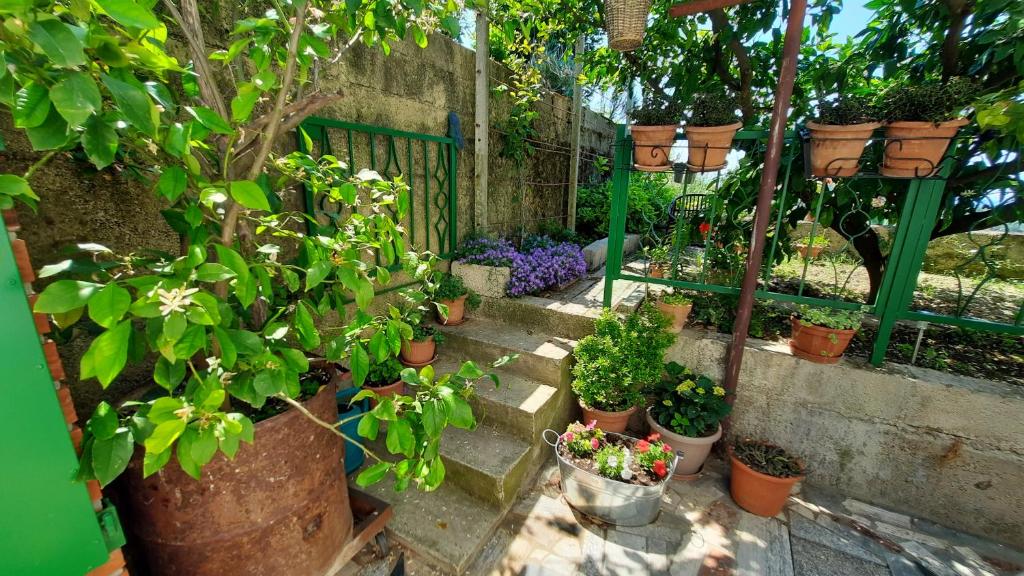 Zahrada ubytování Apartma Bajc