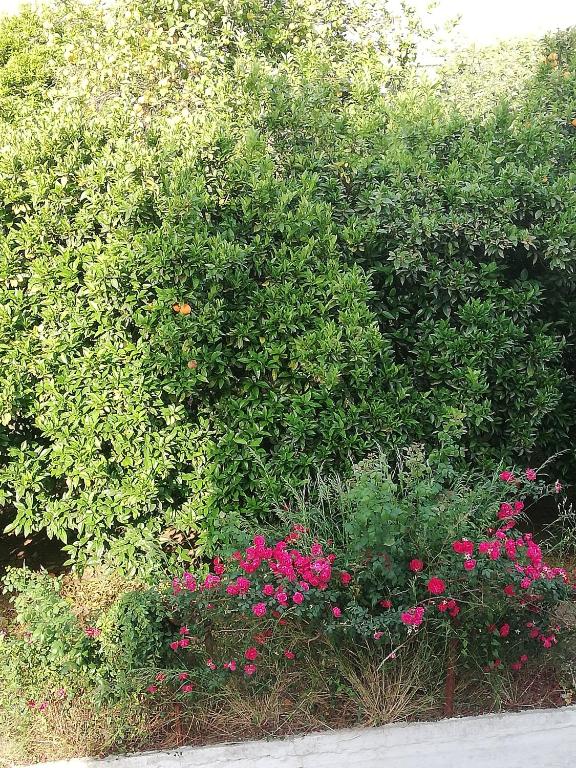 NICOL APARTMENS - 12