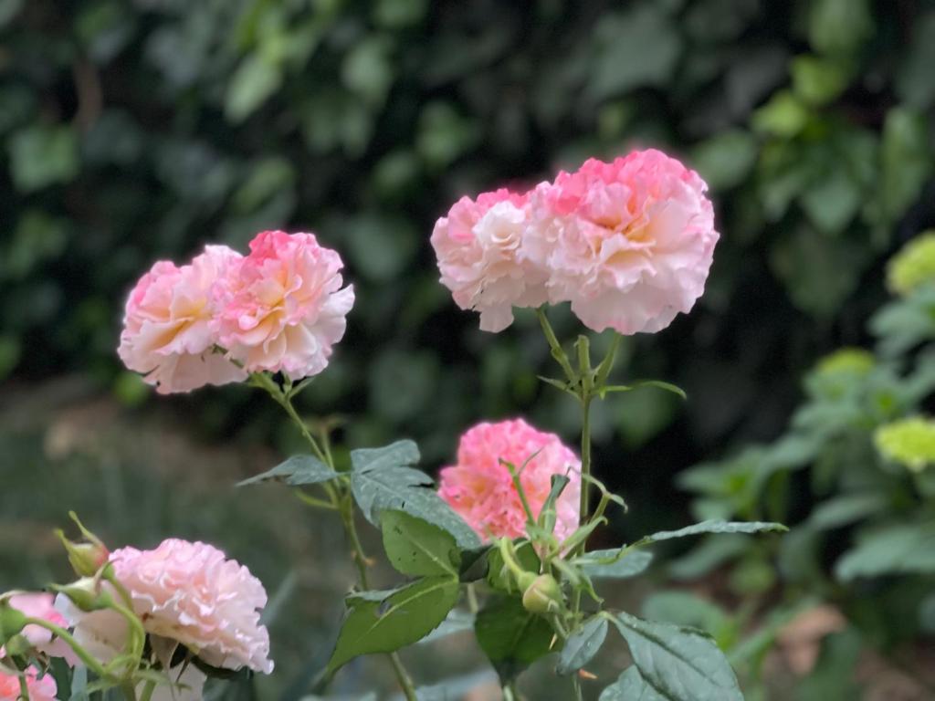a group of pink flowers in a garden at Chestnut Yard Villa in Tirana