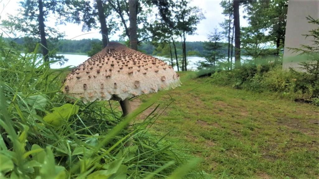 Príroda v okolí dovolenkového domu