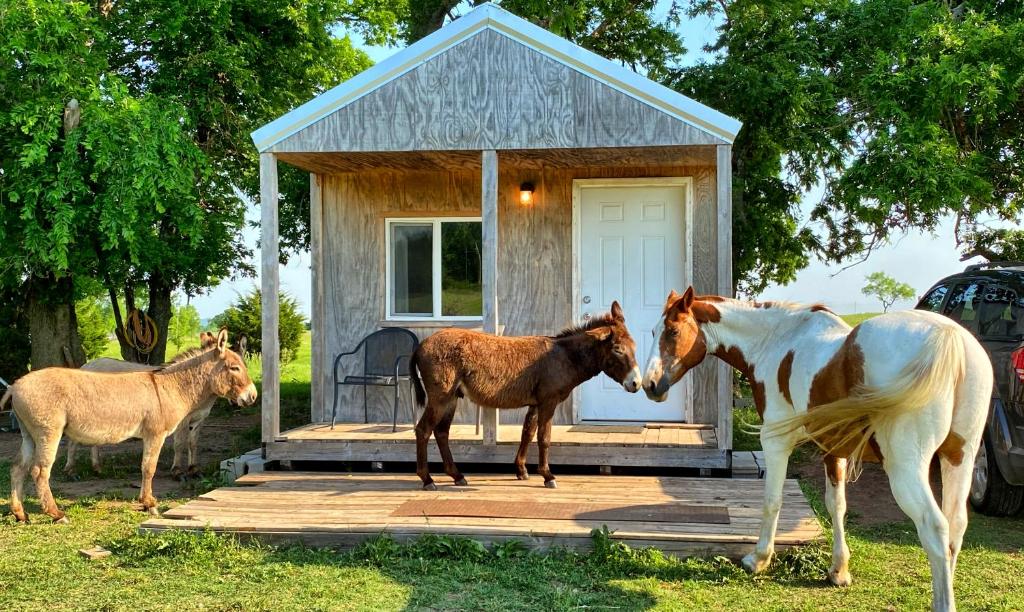 drei Pferde stehen vor einem kleinen Haus in der Unterkunft Tiny Cabin at the DonkeyRanch in Medicine Park
