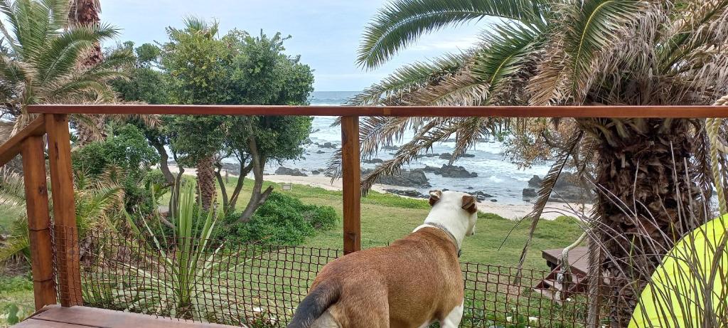 Ein Hund steht auf einer Veranda mit Meerblick in der Unterkunft Shells on the Beach in Sea View