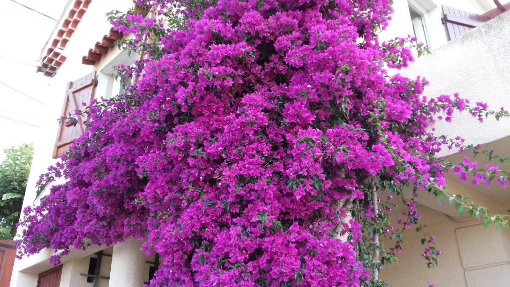 Une bande de fleurs violettes suspendues du côté d'un bâtiment dans l'établissement MAISON 6 personnes 80M2 ENTRE LES CALANQUES DU MUGEL ET FIGUEROLLES, à La Ciotat