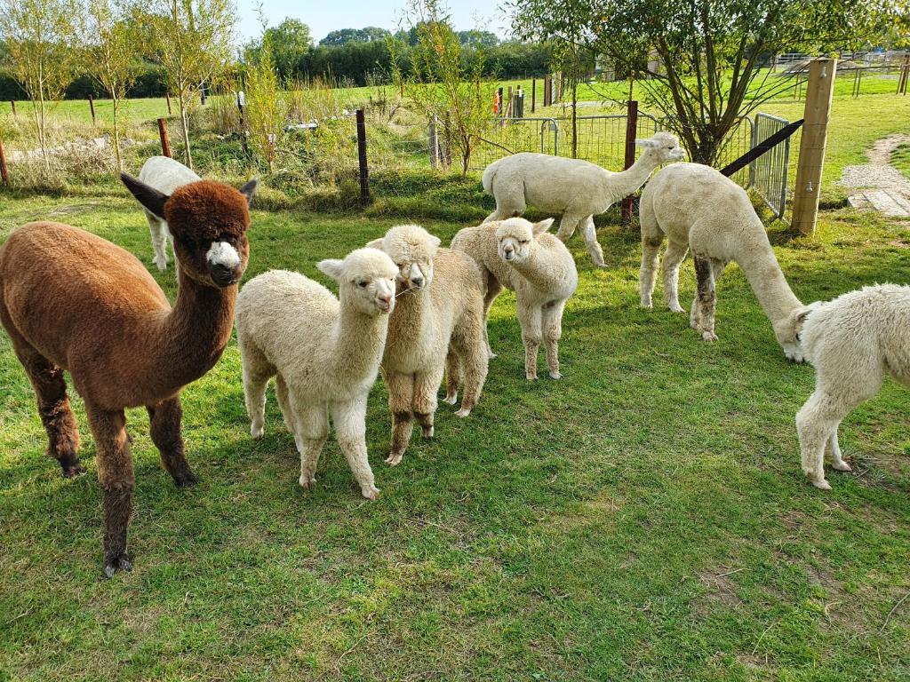 a herd of sheep standing in a field at Double Decker Bus on an Alpaca farm sleeps 8 in Bovey Tracey