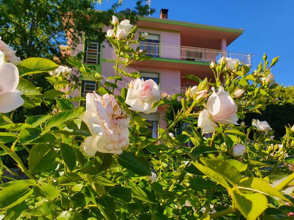 a pink rose bush in front of a pink building at Fiori e Frutti Appartamenti in Almese