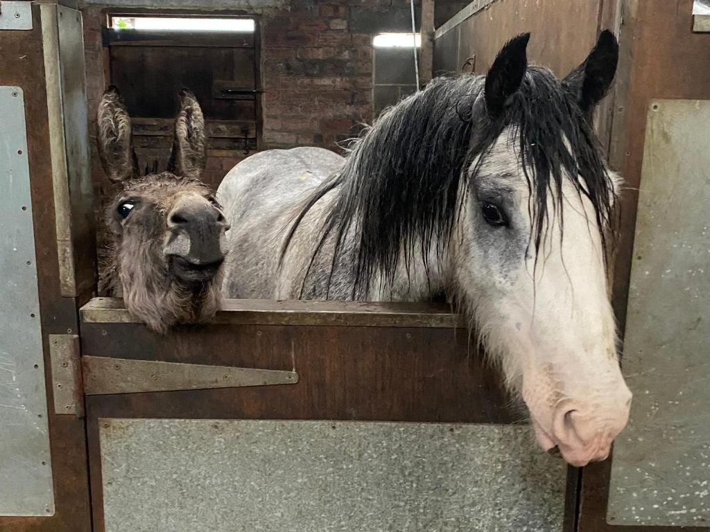 een paard en een ezel die hun hoofd over een hek steken bij Holywell Grange Farm in Whitley Bay