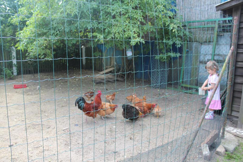 Zvieratá na farme alebo blízkom okolí
