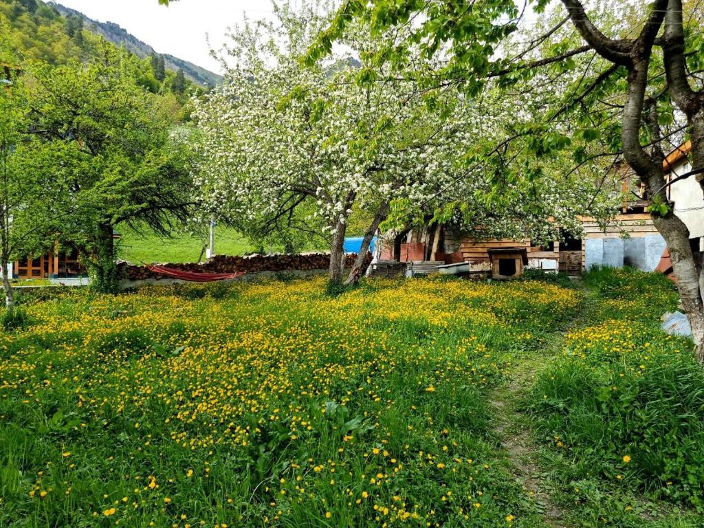 Příroda nedaleko bed and breakfast