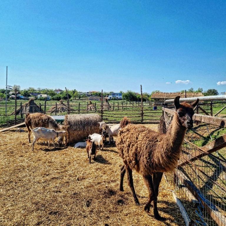 Altri animali domestici presso l'affittacamere o nei dintorni