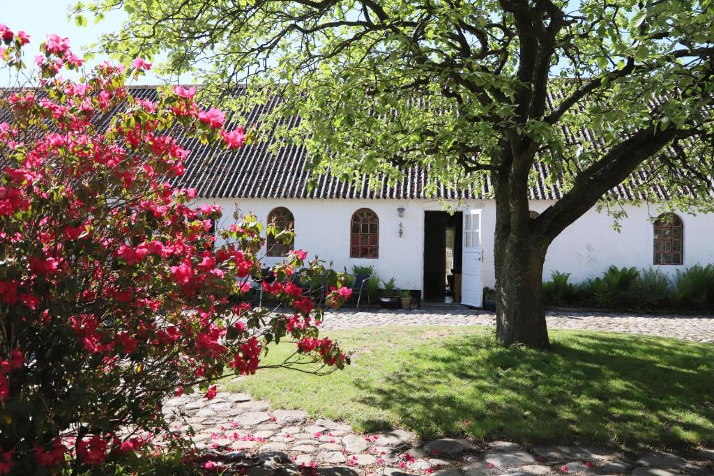 una casa blanca con flores rosas delante en Landlig idyl på Dommergården Bed and Coffee, en Læsø
