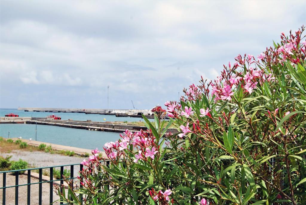 un cespuglio con fiori rosa di fronte a un molo di Costa del Molo - Casa e Lavoro a Vado Ligure