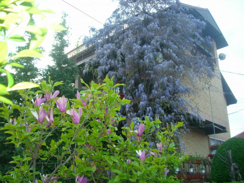 un bâtiment avec des fleurs violettes sur son côté dans l'établissement Apartman Wisteria, à Vranje
