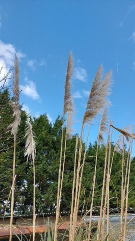 Zdjęcie z galerii obiektu NATURA SERENA Gîte IRIS w mieście Messé