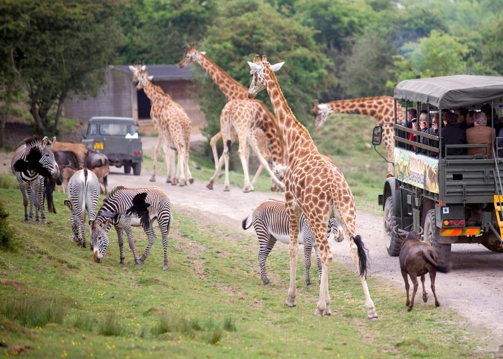Port Lympne Mansion Hotel, Hythe – Updated 2023 Prices Port Lympne Mansion Hotel, Hythe – Updated 2023 Prices