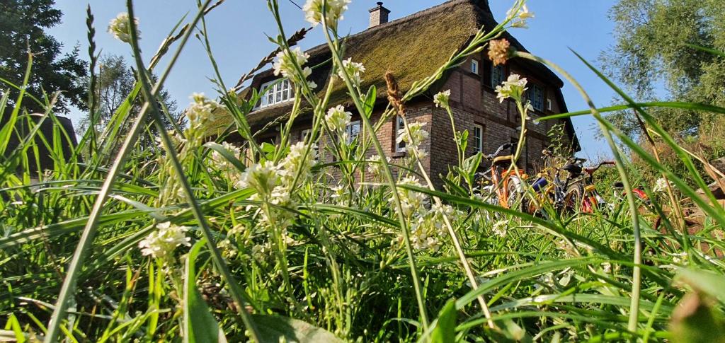 an old house in the middle of a field of flowers at Apartment Freterg Holt, Nähe Binz in traumhafter Alleinlage, Beirau & Beirau GbR in Zirkow
