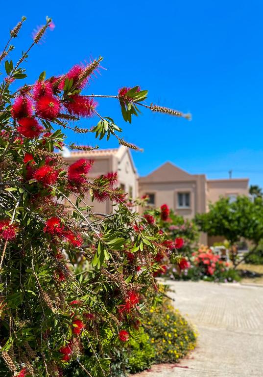 a bush with red flowers in front of a house at Casa Verde Houses in Kos