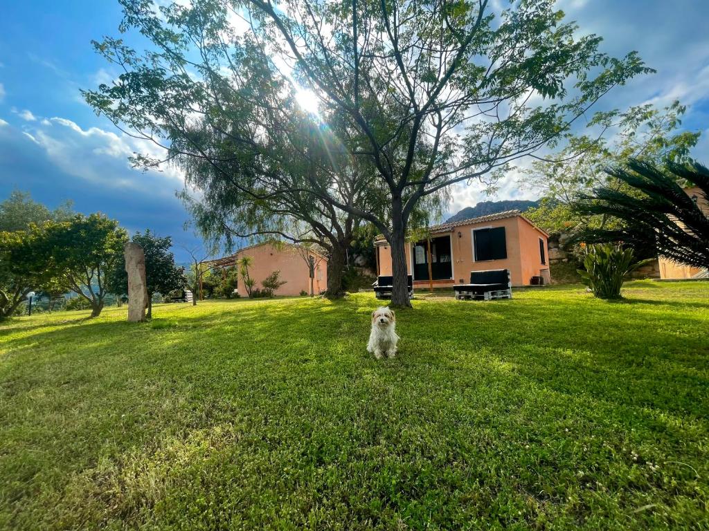 a dog standing in the grass next to a tree at Domus de Goene in Loceri