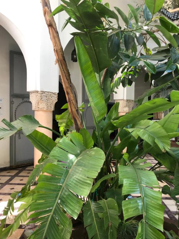 Zahrada ubytování Riad Sahara Nour