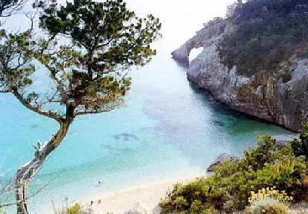 a tree on a beach next to a body of water at Le Pavoncelle Blu in Cala Gonone