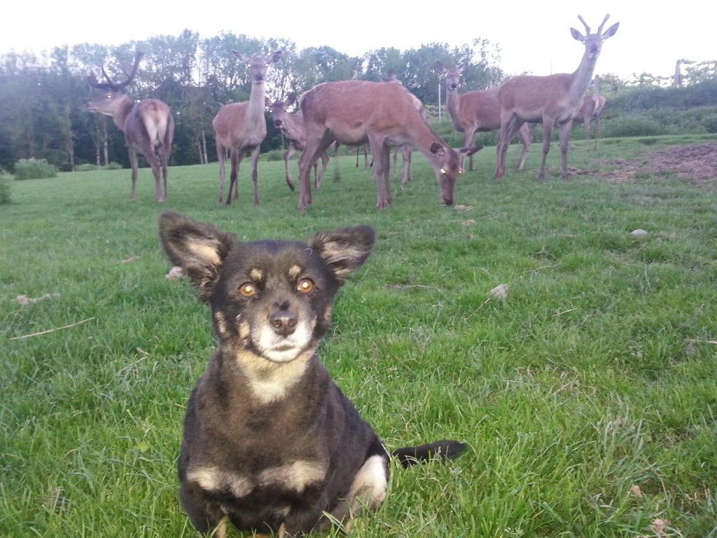 Zvířata v penzionu nebo okolí