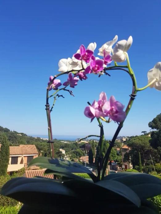 Photo de la galerie de l'établissement Hameau du soleil, à Cavalaire-sur-Mer