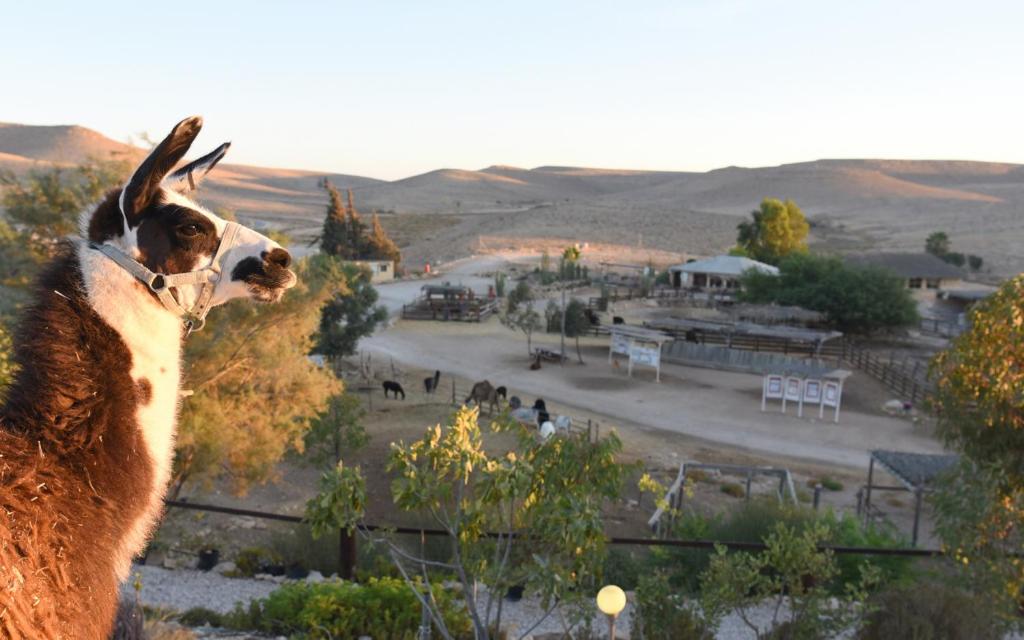 une chèvre debout au sommet d'une clôture qui regarde une ville dans l'établissement Alpaca Farm - חוות האלפקות, à Mitzpe Ramon