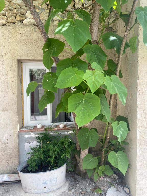 a tree with green leaves in a pot next to a window at Lou Mut in Lectoure