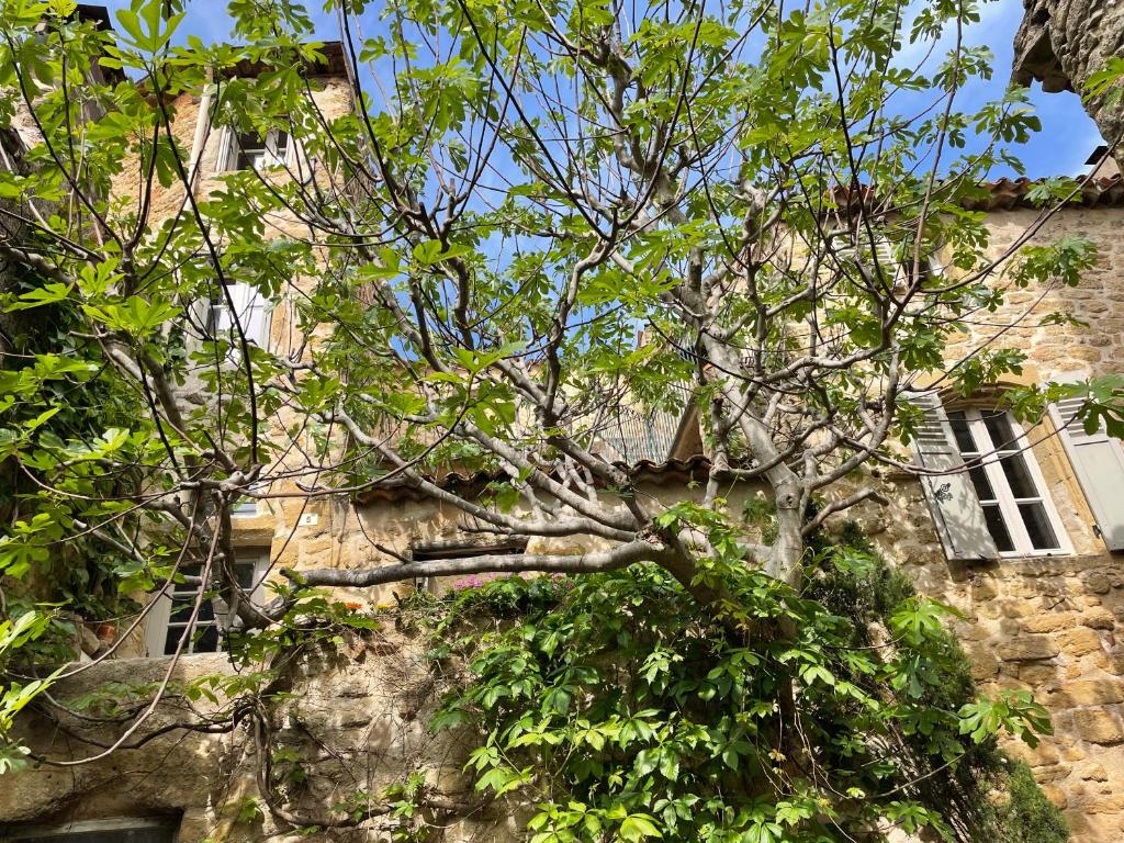 a tree in front of an old stone building at Le Petit Egregore, patio et climatisation in Lauris